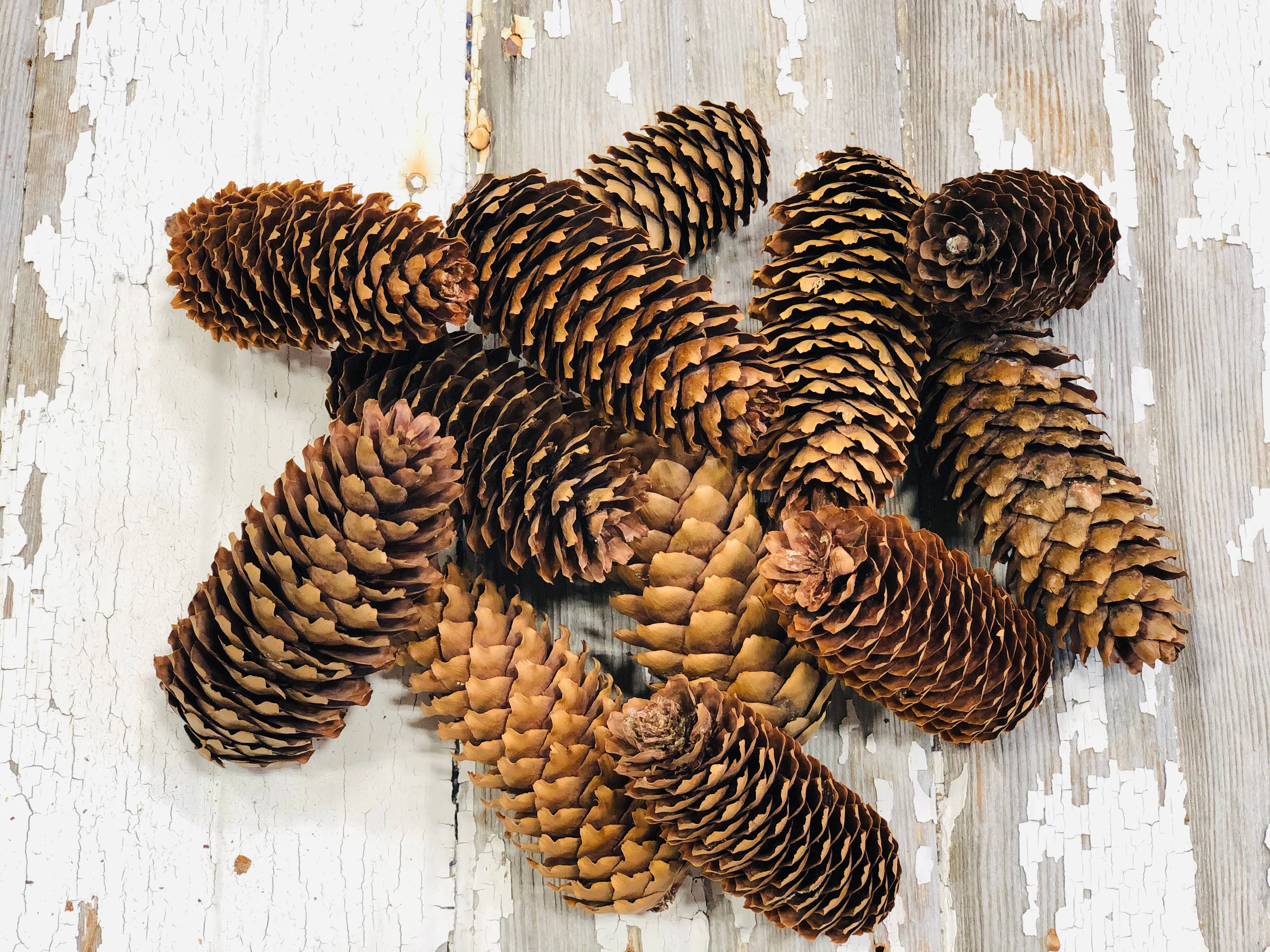 Mills Floral Company - Wholesale Decorative Tabletop Object - Pine Cone Spruce Natural - 12 Pieces3