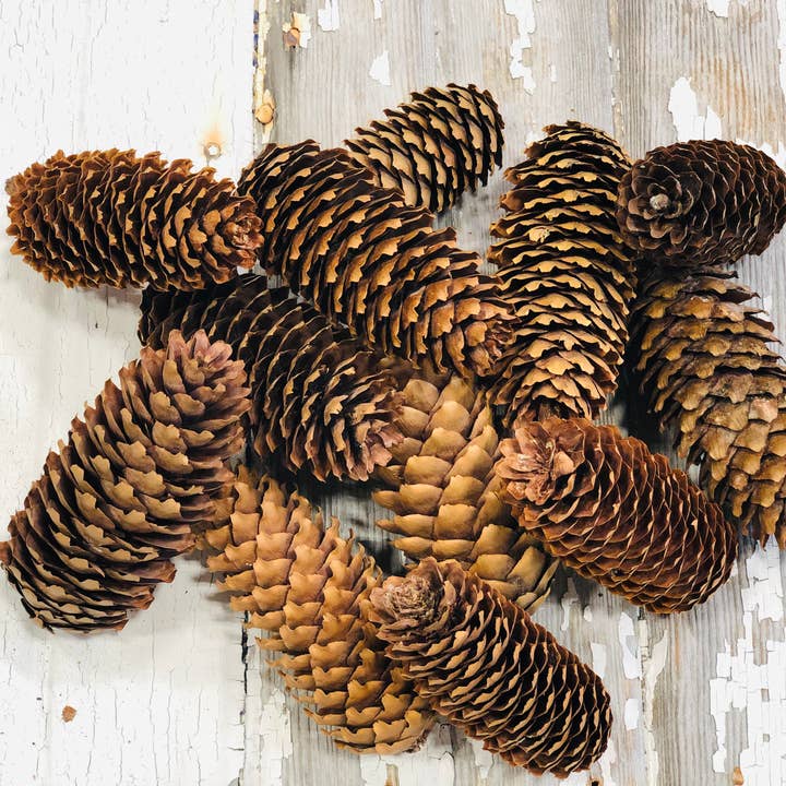Mills Floral Company - Wholesale Decorative Tabletop Object - Pine Cone Spruce Natural - 12 Pieces3