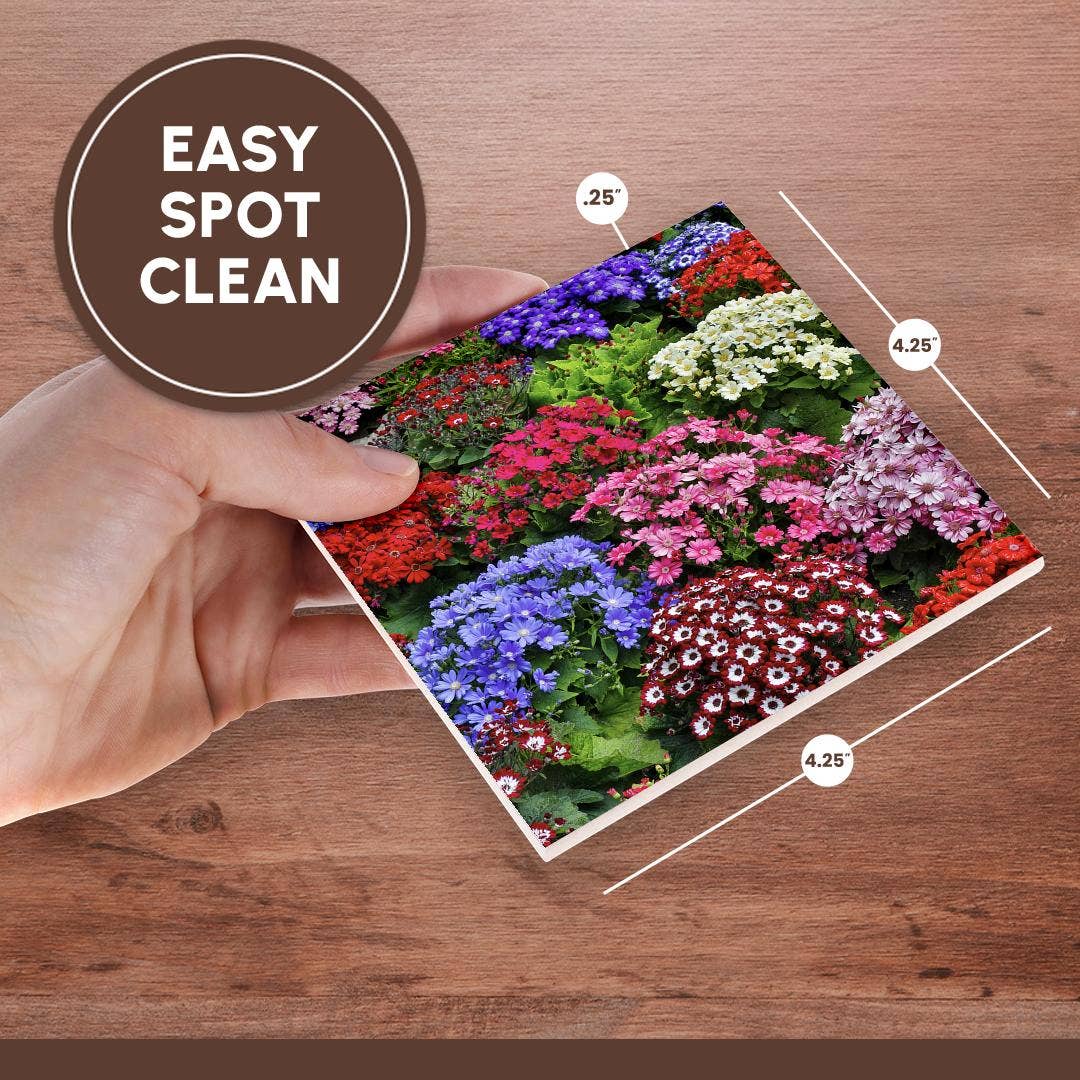 3dRose - Wholesale Coasters - 3dRose, Springtime gardens, Victoria, BC, Canada. Cinerarias in bloom, Coaster6