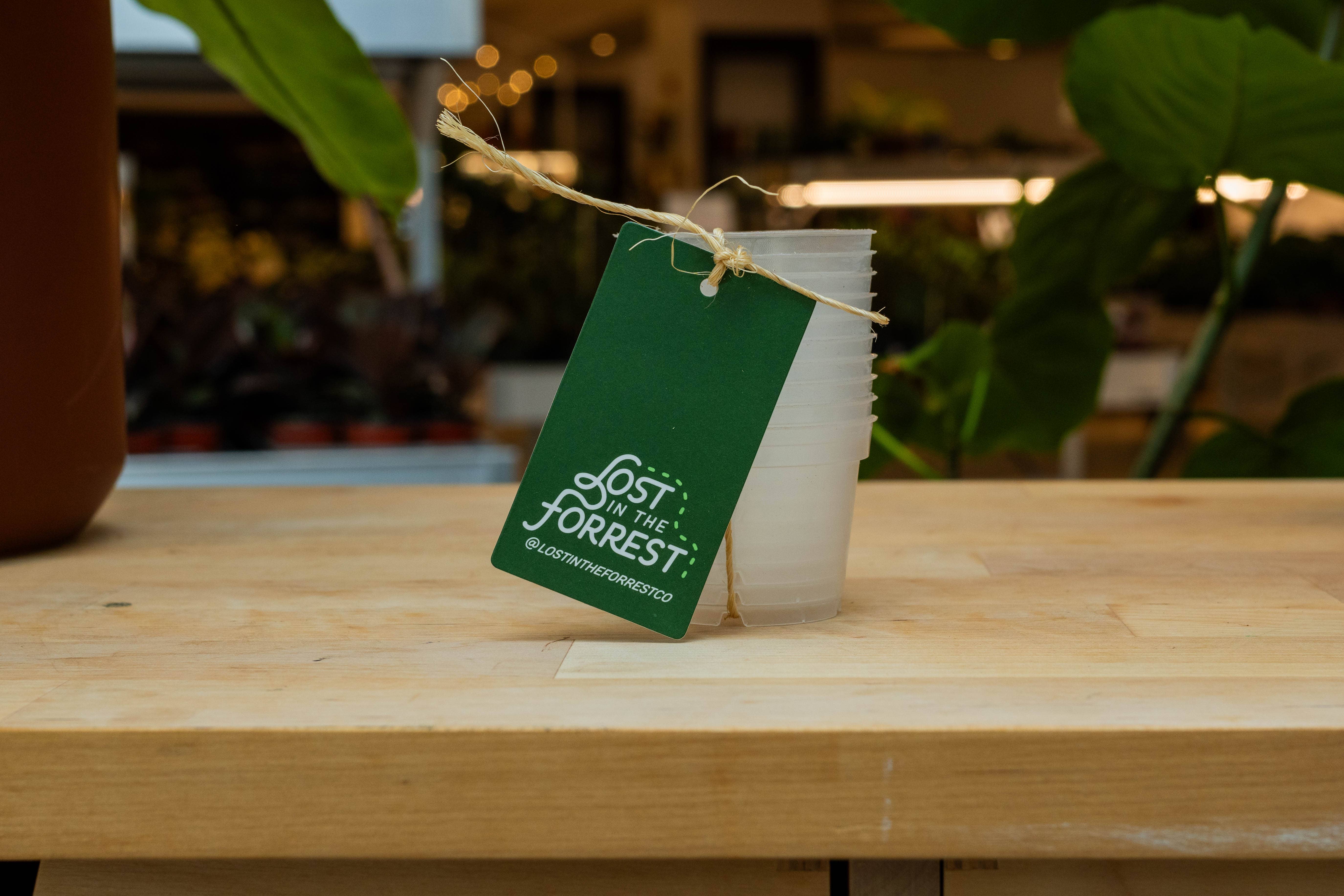 Lost in the Forrest - Wholesale Plant Pot - Clear Grower Pot0