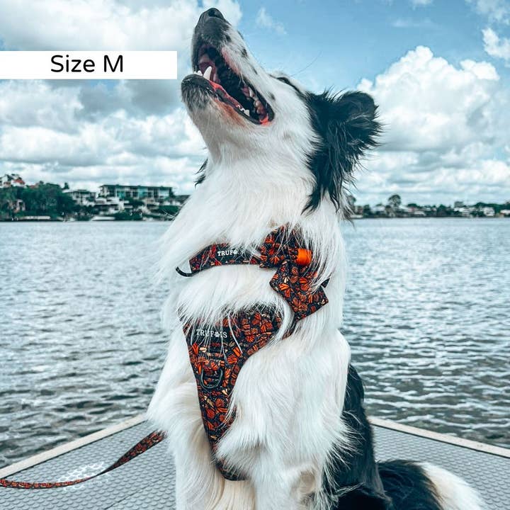 Trufois - Vente Harnais – chien - Harnais Sisu - Chute et Vol7