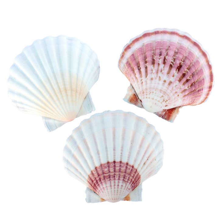 Colorful White Irish Scallop Seashells for wholesale by California Seashell Company