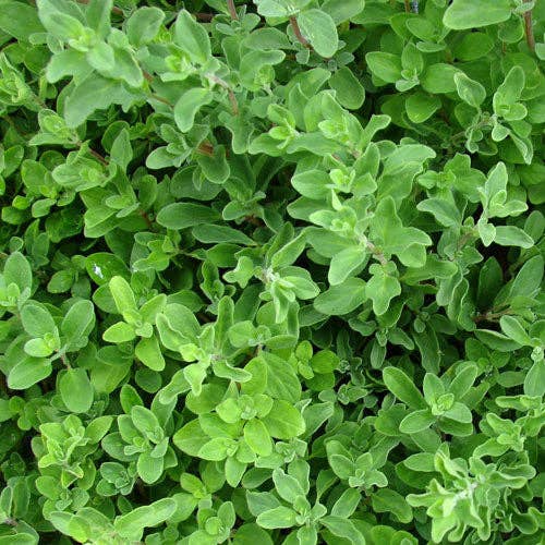 Emerald Green Sweet Marjoram for wholesale on Faire2