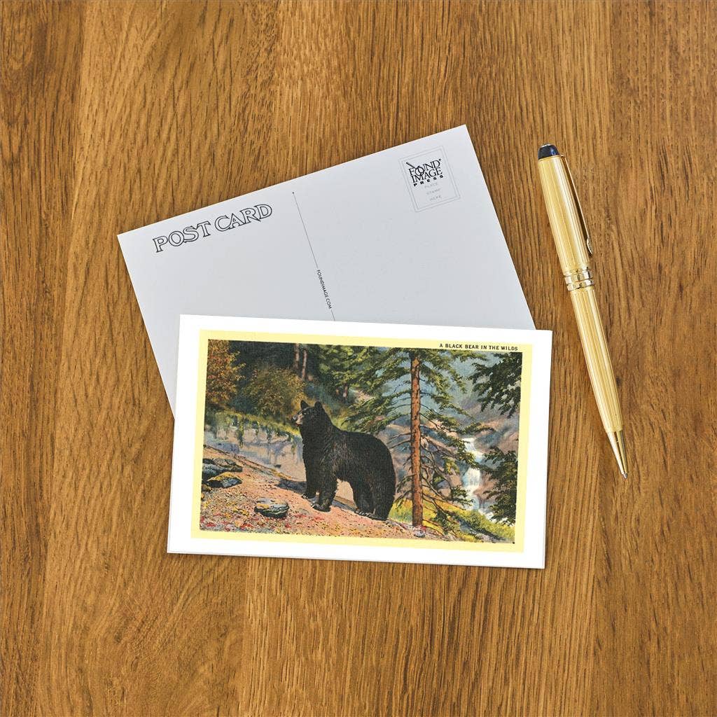 Found Image Press – Großhandel Postkarten – Postkarte AN-66 Schwarzer Bär in der Wildnis1
