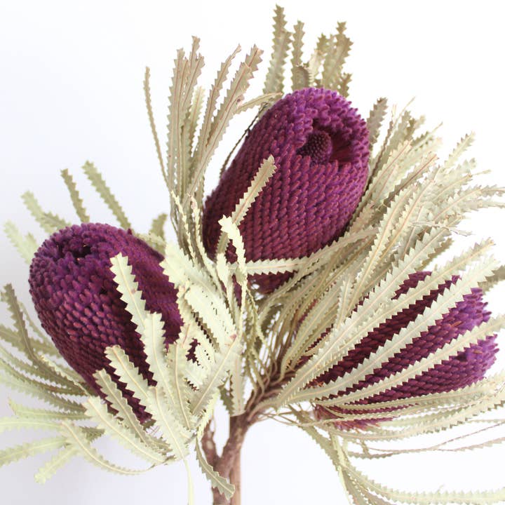 Roxanne's Dried Flowers - Wholesale Dried/Pressed Flowers - Banksia - Hookeriana6