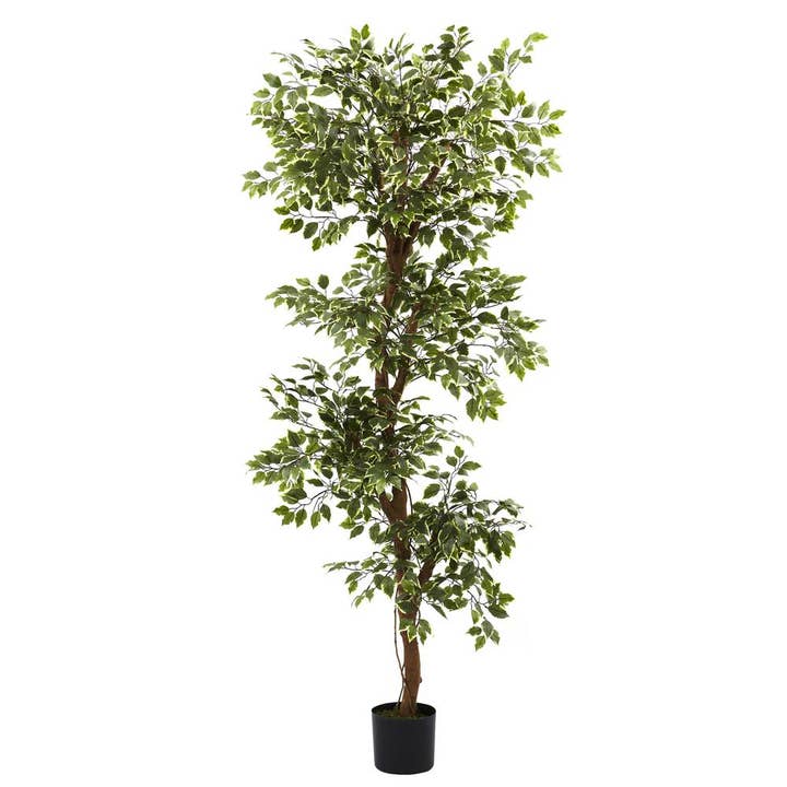 6ft. Variegated Ficus Tree for wholesale by Greenwestons
