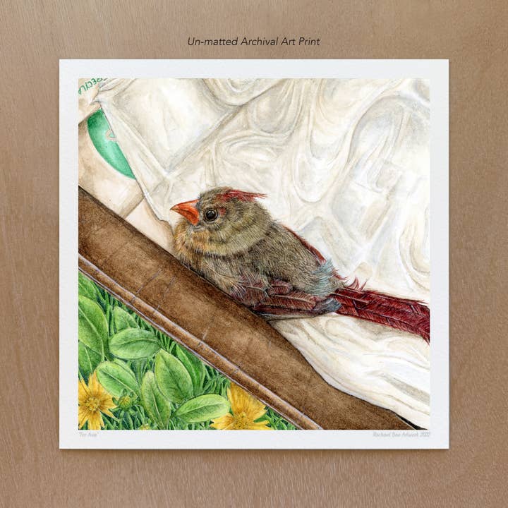 Cardinal Art Print for wholesale by Rachael Bee Artwork