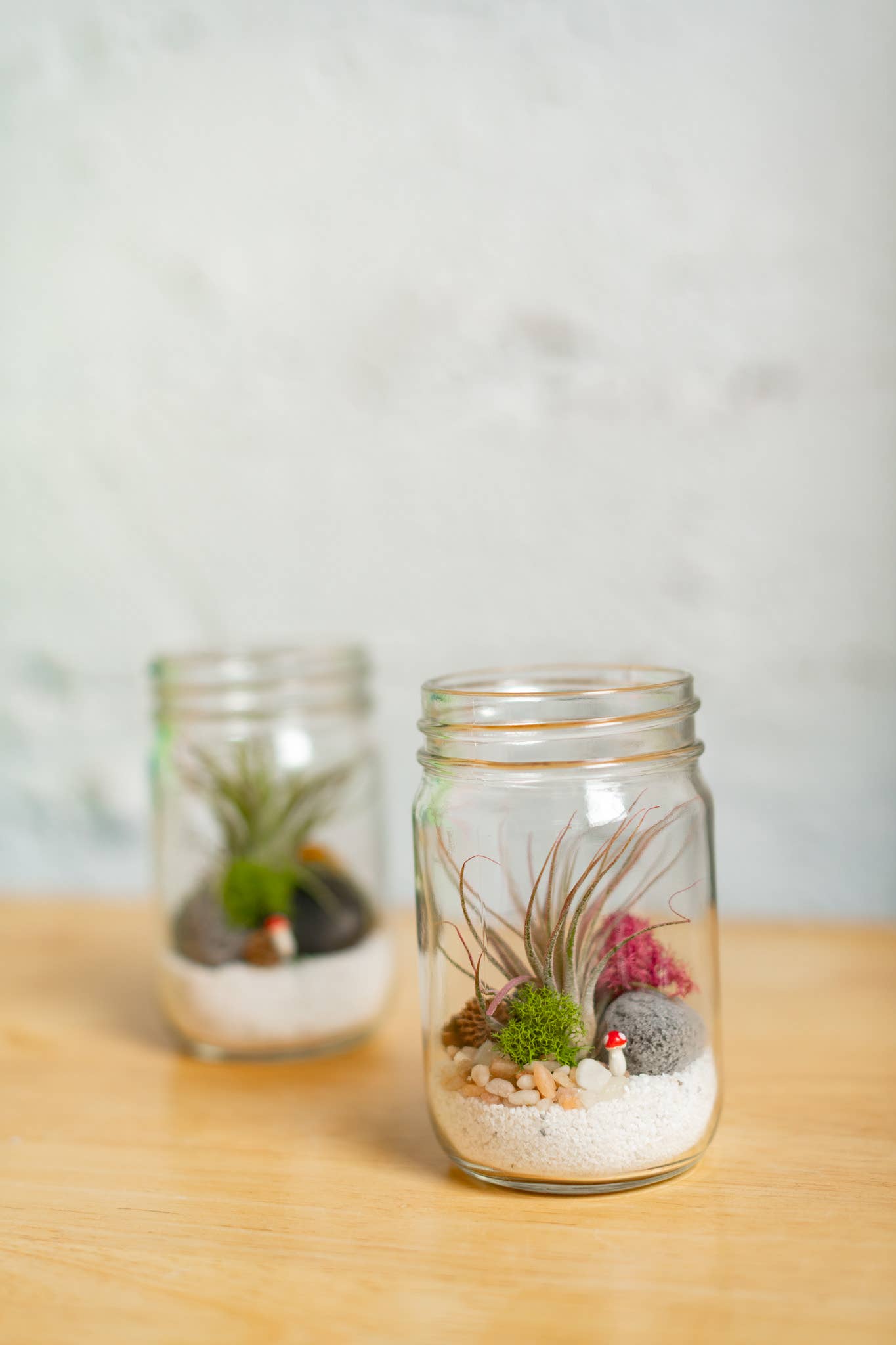 Plant Shop – wholesale DIY craft kit – New* Airplant Terrarium Kit : Jar5