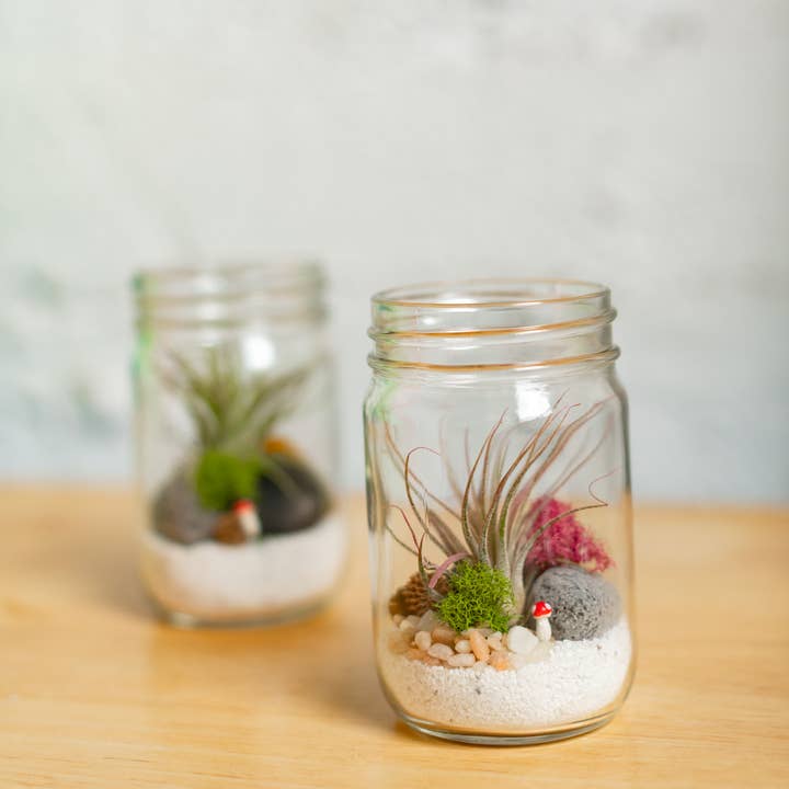 Plant Shop - Wholesale DIY Craft Kit - New* Airplant Terrarium Kit : Jar5