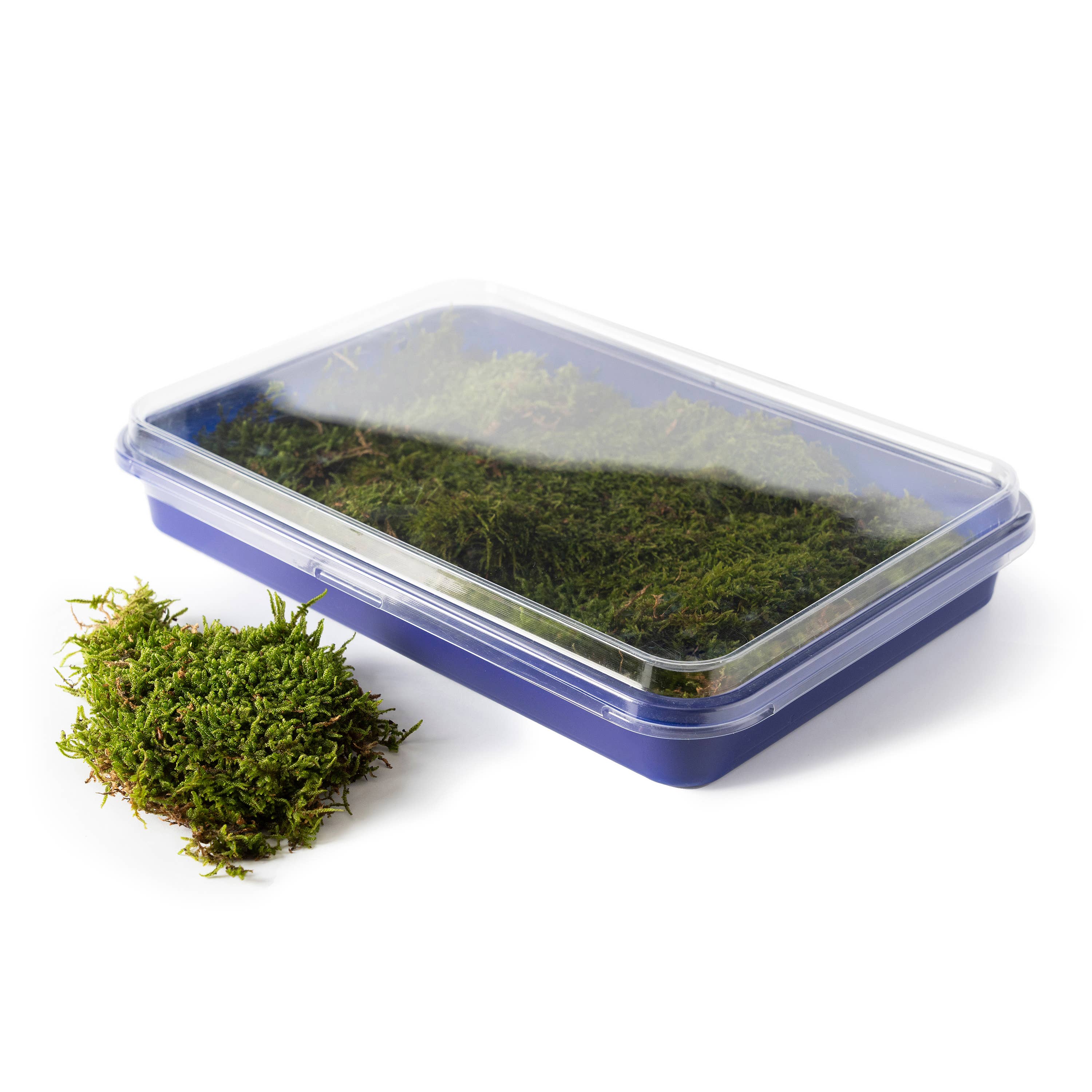 SuperMoss - Vente Plante - Mousse fraîche SuperMoss2