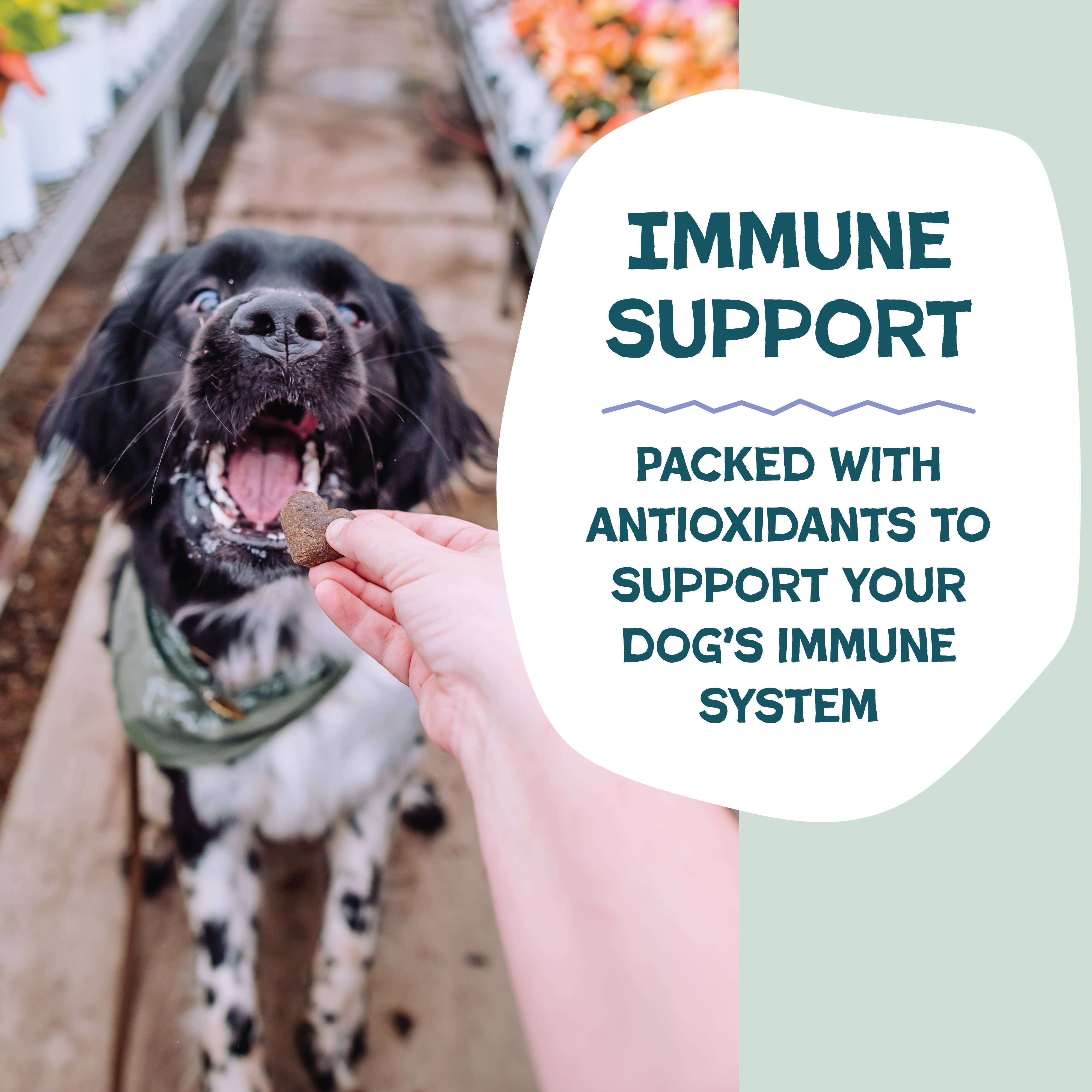 Shameless Pets - Wholesale Pet Treats - Dog - Blueberried Treasure Soft Baked Dog Treats4