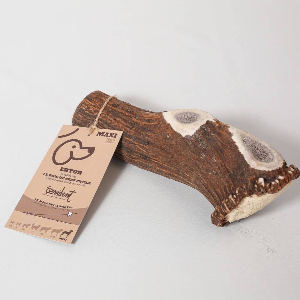 Evident - Wholesale Pet Bone/Rawhide - Dog - EKTOR - Whole deer antler to chew on for dogs5
