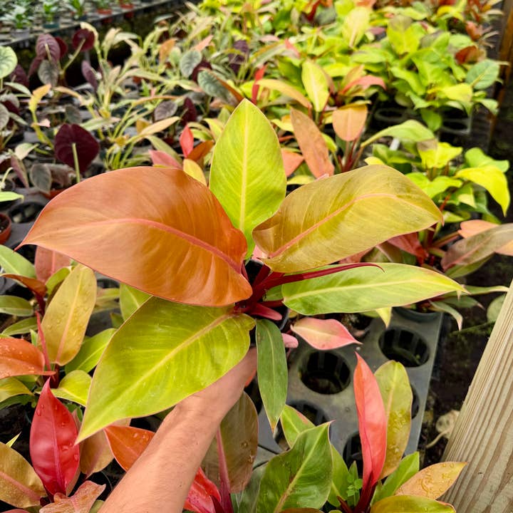 4" Philodendron 'Prince of Orange' for wholesale by Dana-Lynn Nursery