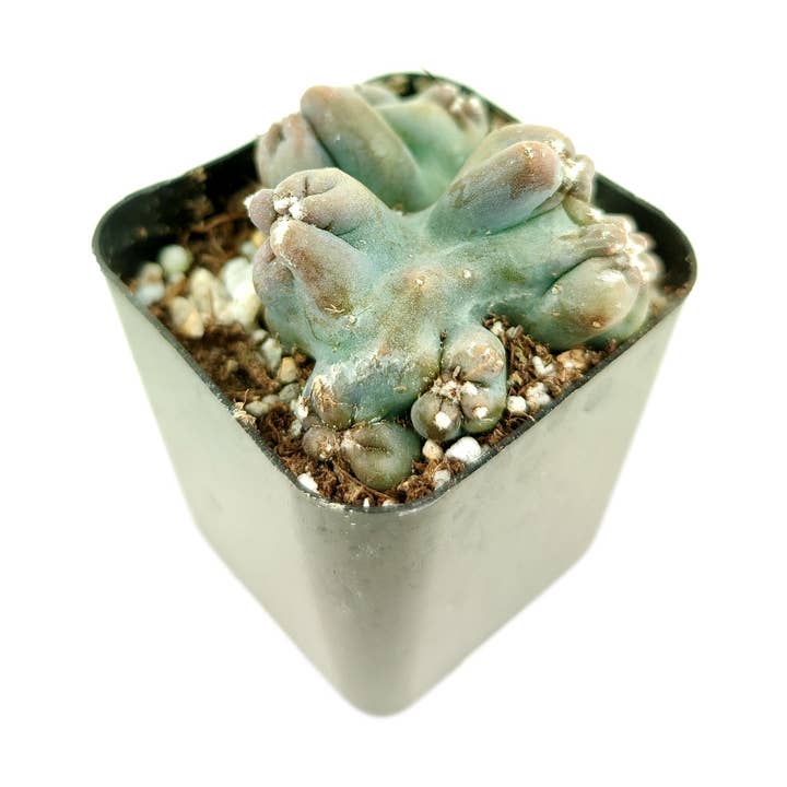 Best Plant Friend - Wholesale Succulent - Cereus Ming Thing Cactus - Live Unique Cactus - Indoor Plant