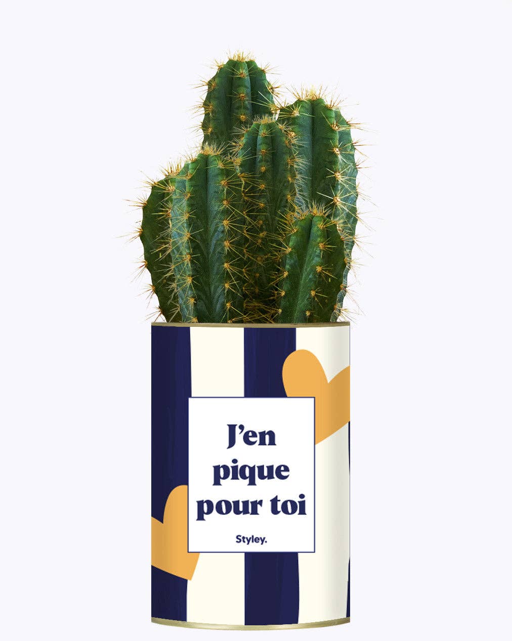Styley - Wholesale Succulent - J'en Pique Pour Toi - Plante1