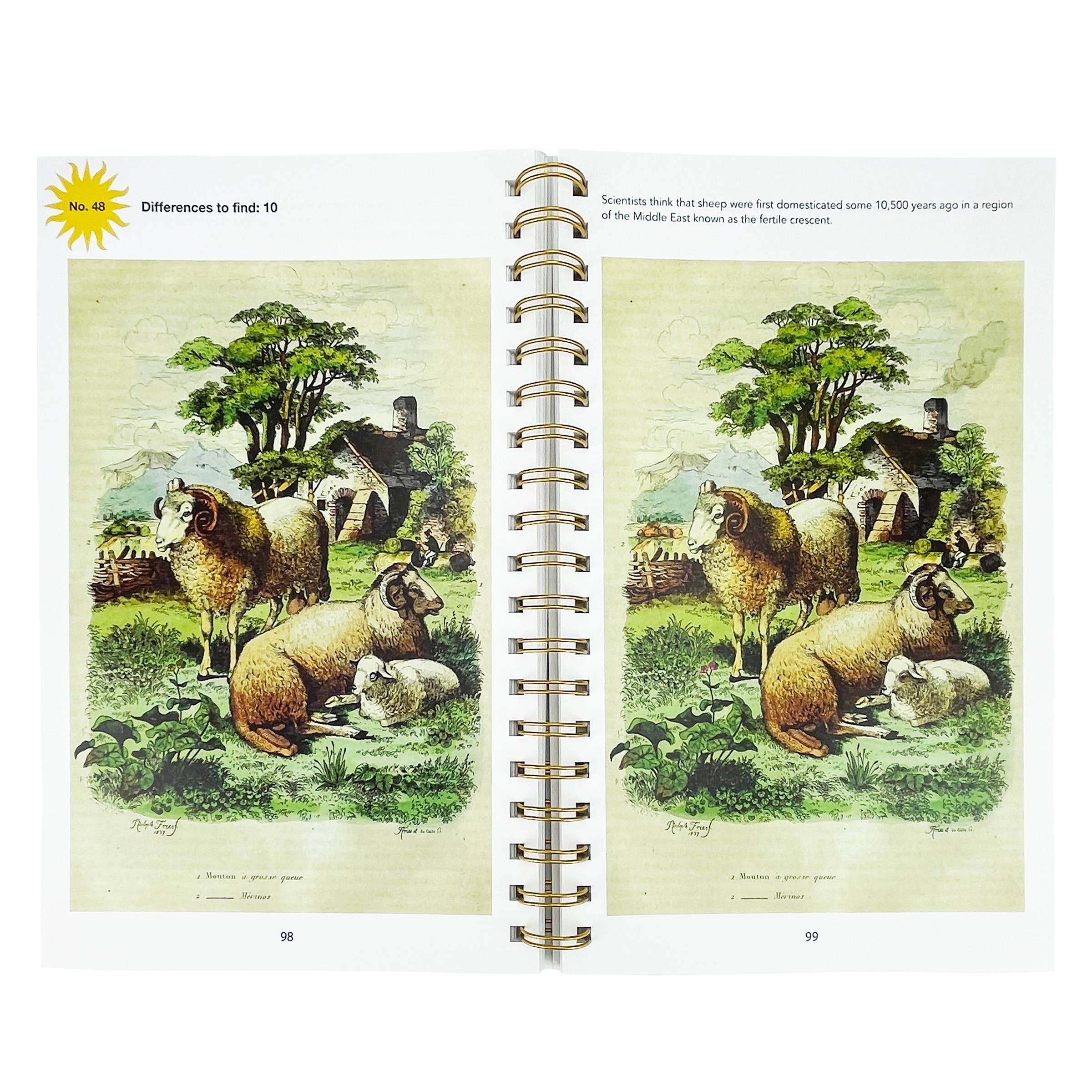 Cottage Door Press - Wholesale Coloring & Activity Book - Adult - Smithsonian Spot the Difference Natural Wonders Book1