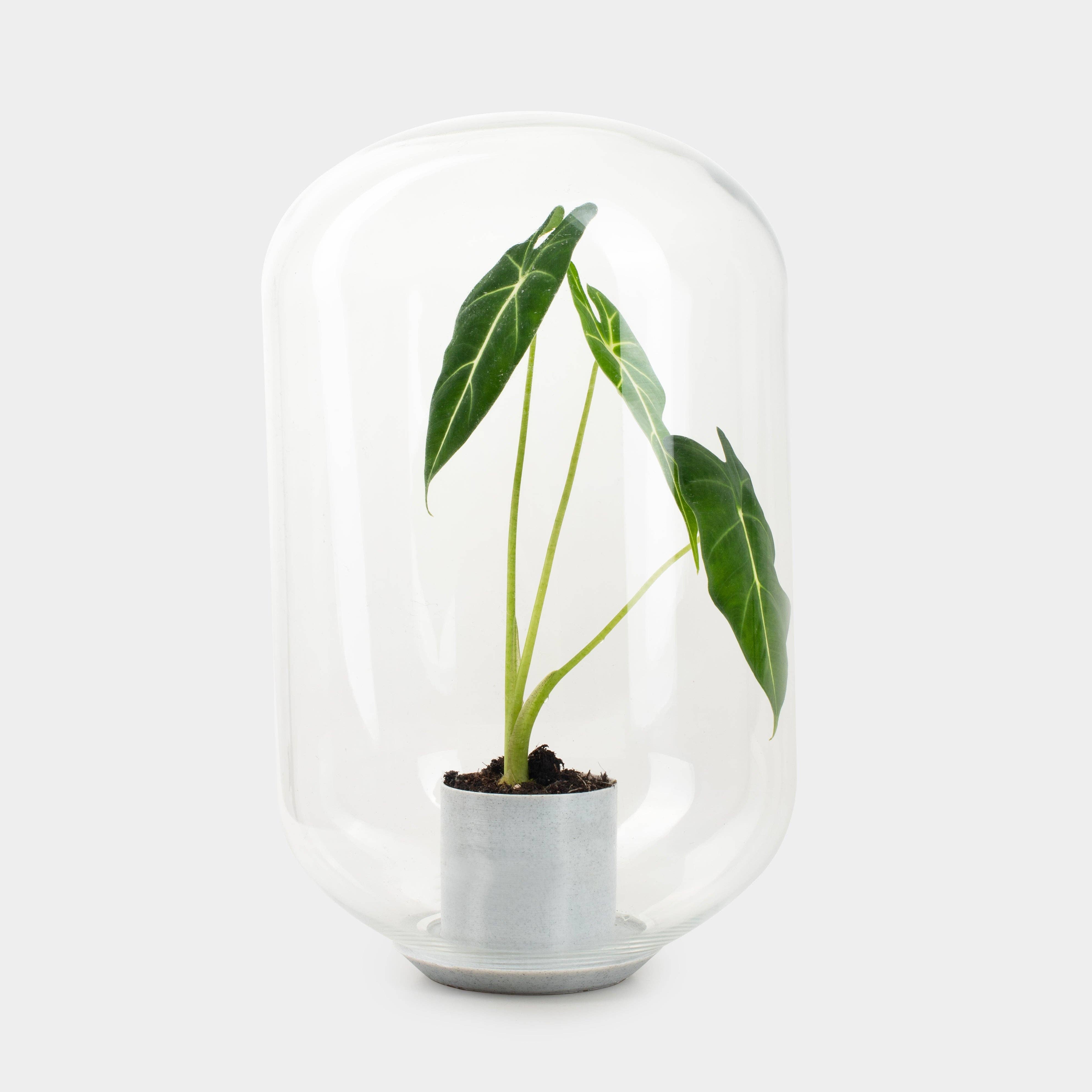 Growing Concepts – wholesale Terrarium – Moira Alocasia Frydeck i terrarium – 40 cm0