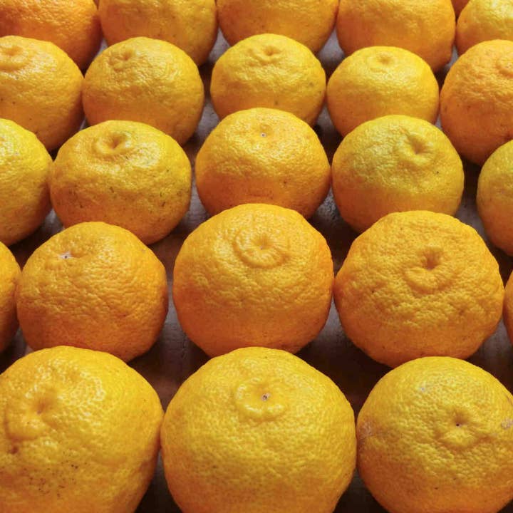 Umami Insider - Wholesale Jam/Jelly - Organic Kito Yuzu Marmalade, 5.29 oz6