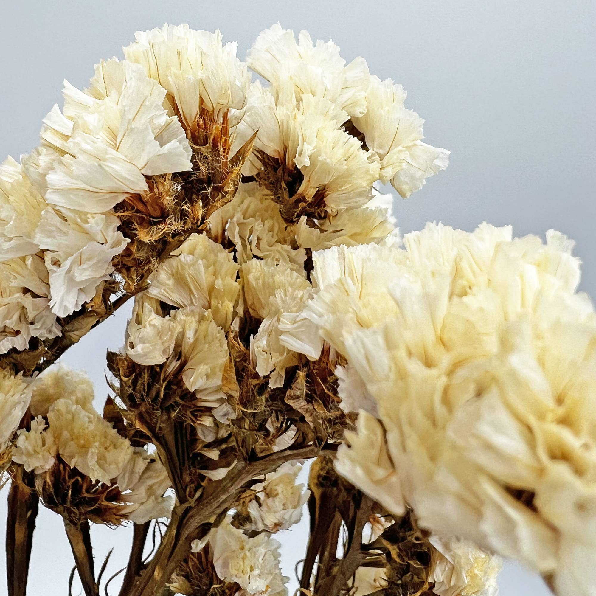 2626 Designs – Flores secas/prensadas por atacado – Ramos de Miosótis Preservados Secos 53 cm Várias Cores0