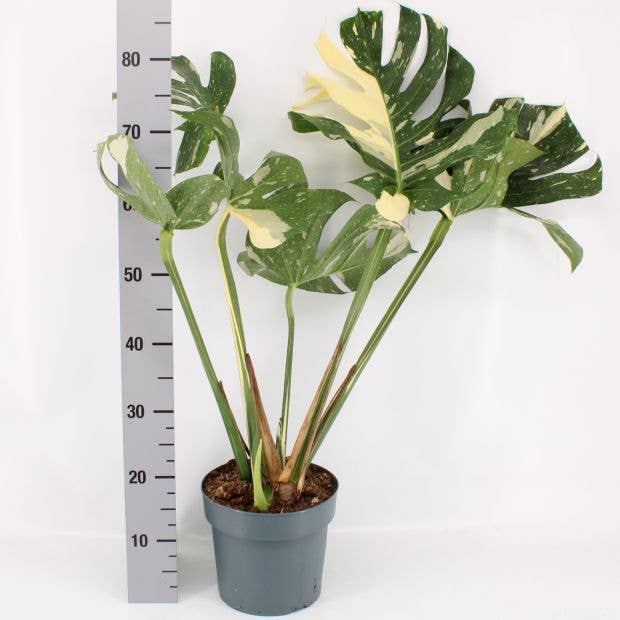 Dutch Flower Lady - Vendita all'ingrosso Piante vive - 10 piante rare di Monstera Thai Constellation in tutto il mondo4