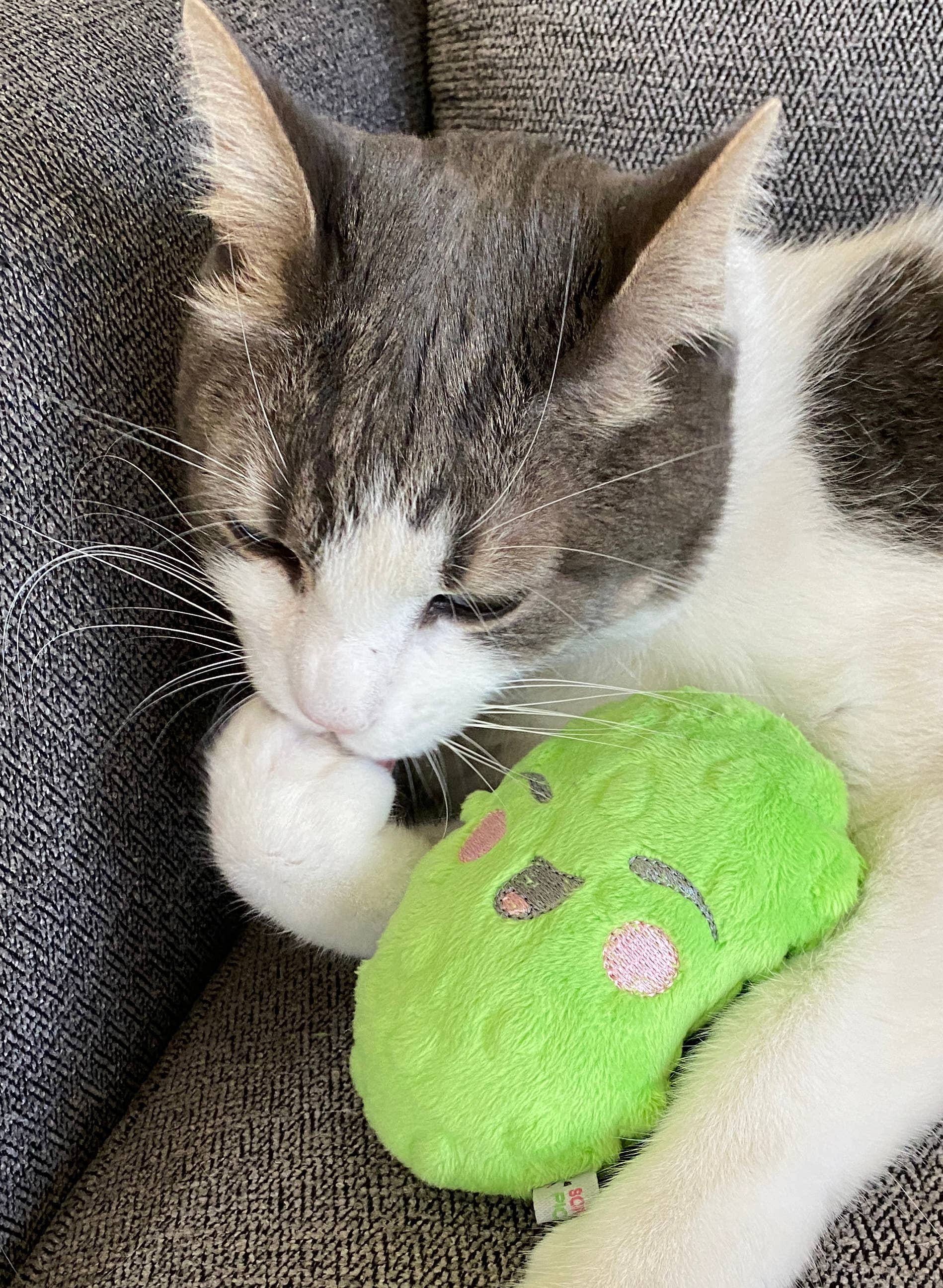 Screaming Pickles - Vente Jouet couineur – chien - Jouets pour animaux de compagnie faits à la main - Catnip/Dog Squeaker Mini Pickle16