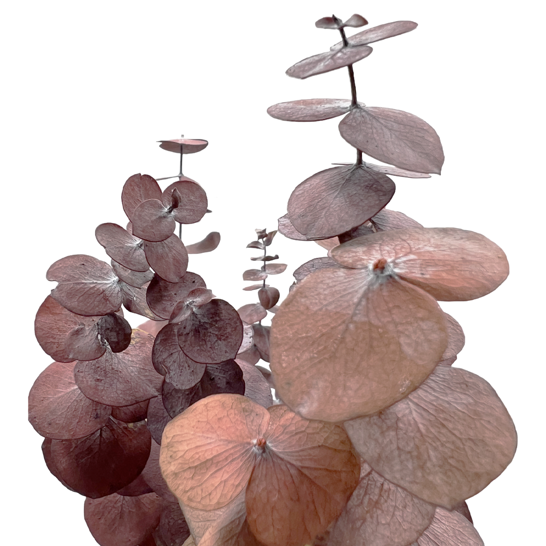 2626 Designs - Vente Fleur séchée/pressée - Feuilles d'eucalyptus petites préservées de 43 à 53 cm de long2
