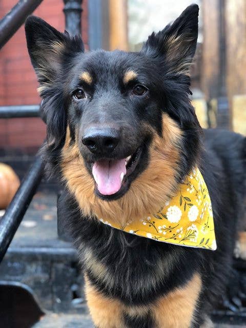 BibbyBubby - Wholesale Pet Bandana - Dog - Mustard Floral Dog Bandana (Snap-on, 3 sizes available)4