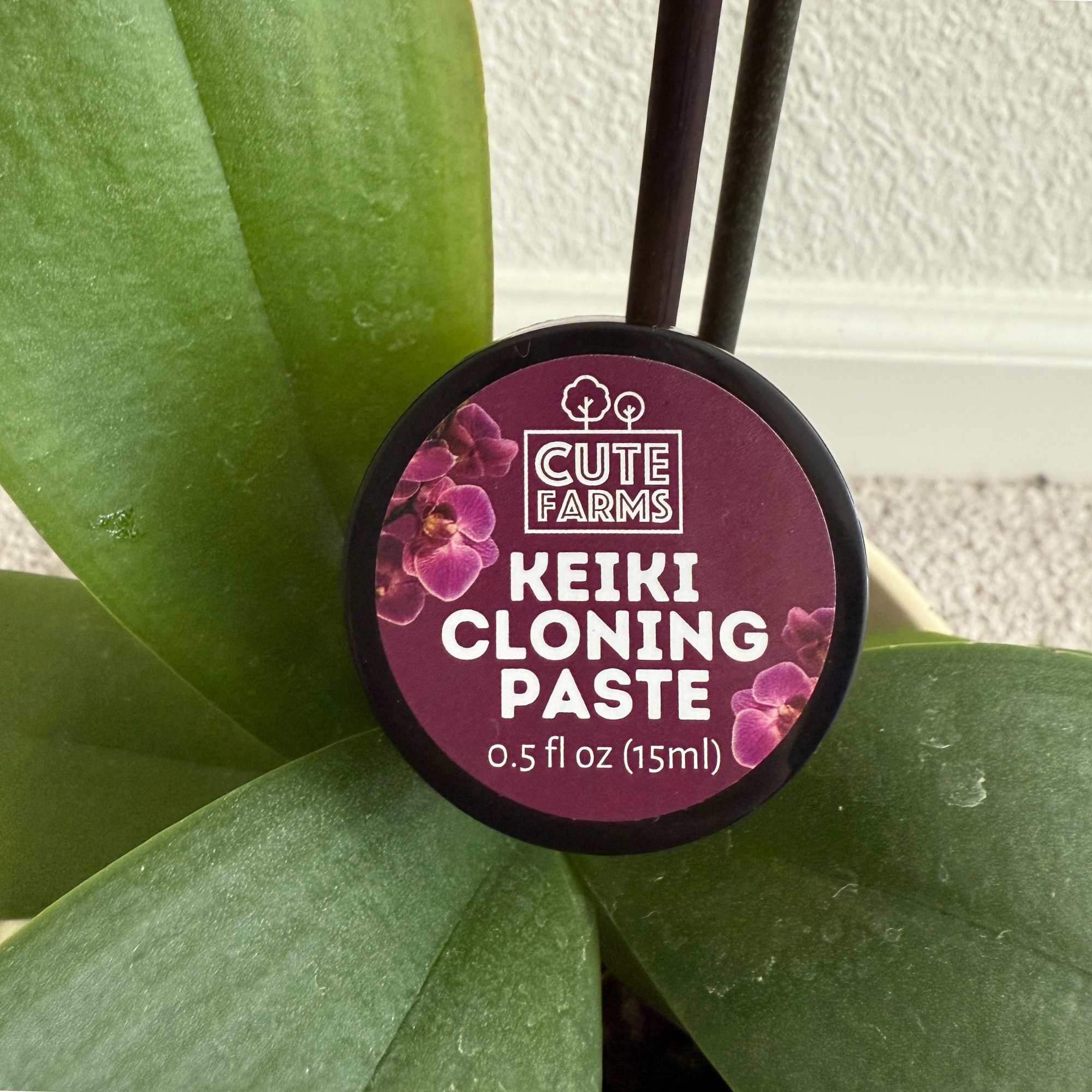 Cute Farms - Wholesale Live Plant - Keiki Cloning Paste for Orchids & Houseplants4