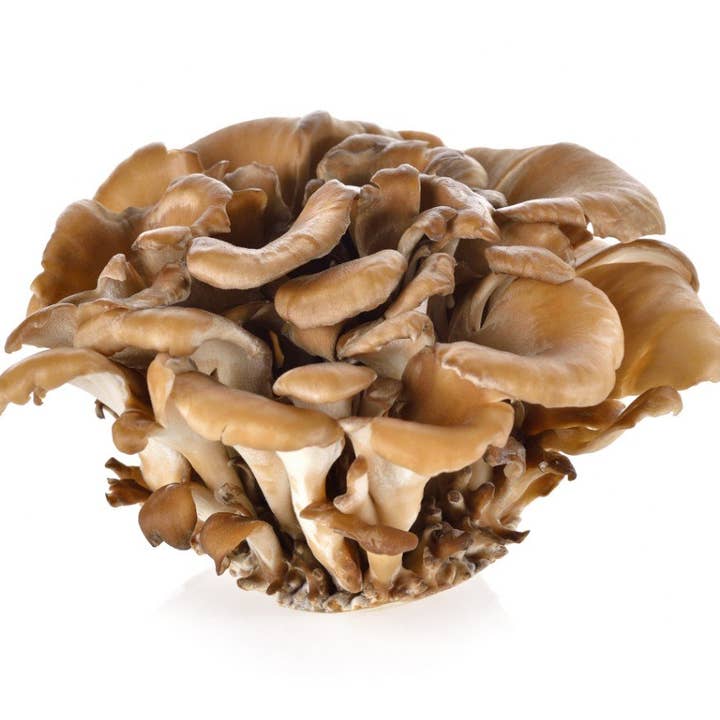 Vegan Vitality - Wholesale Oral Supplement/Vitamin - Super Mushroom Complex: A Formula Of 6 Powerful Mushrooms7