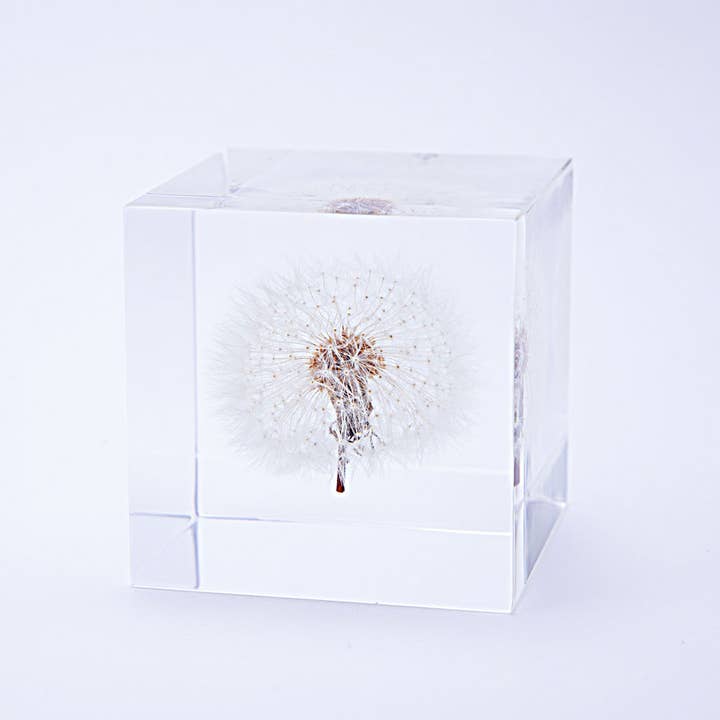 Sola cube - Wholesale Decorative Tabletop Object - Dandelion / Small1