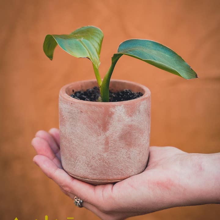 Strelitzia Nicolai (Bird of Paradise Flower) and other Purchase Wholesale prodotti linfanzia. Free Returns & Net 60 Terms on Faire trending on Faire.