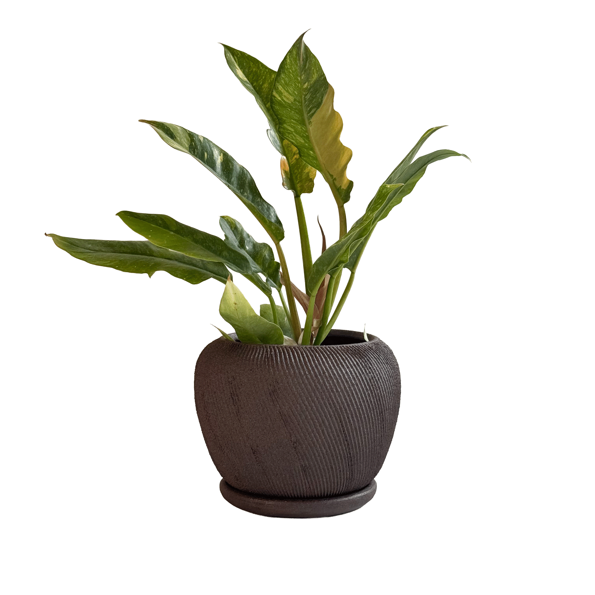 SOMBRA - Wholesale Plant Pot - Jasper Planter Set 0481