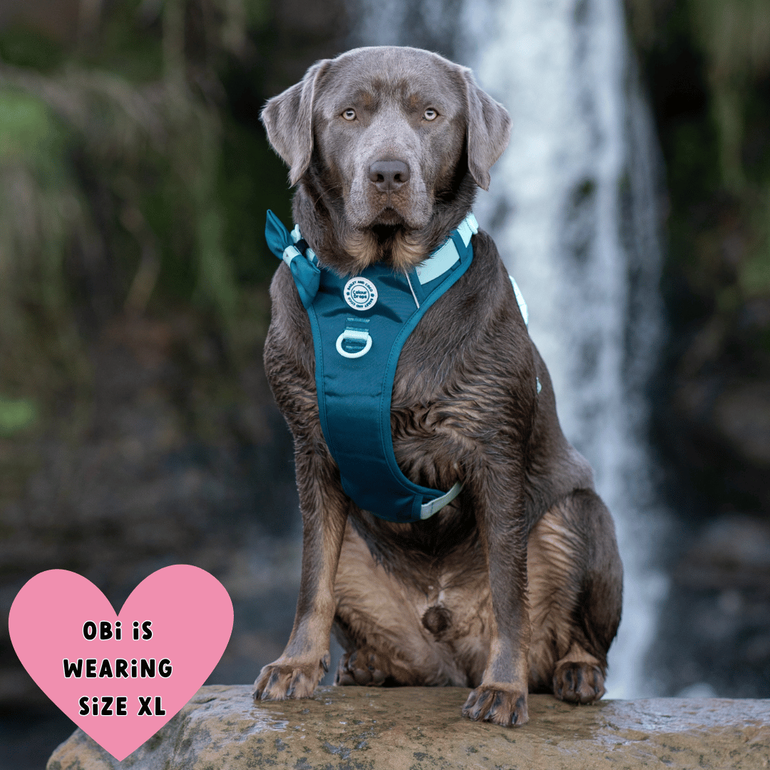 Bailey and Coco - Vente Harnais – chien - Harnais pour chien Trail & Glow - COLOUR DROPS® - Ice Teal13
