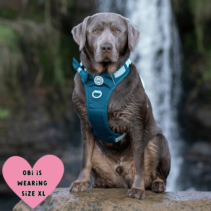 Bailey and Coco - Vente Harnais – chien - Harnais pour chien Trail & Glow - COLOUR DROPS® - Ice Teal13