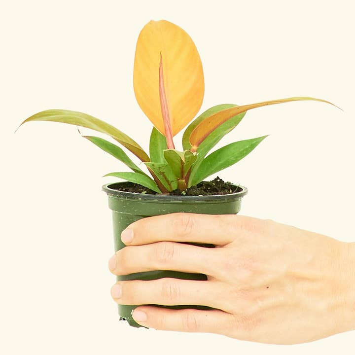 Rooted - Wholesale Live Plant - Philodendron 'Prince of Orange' (4" Pot)