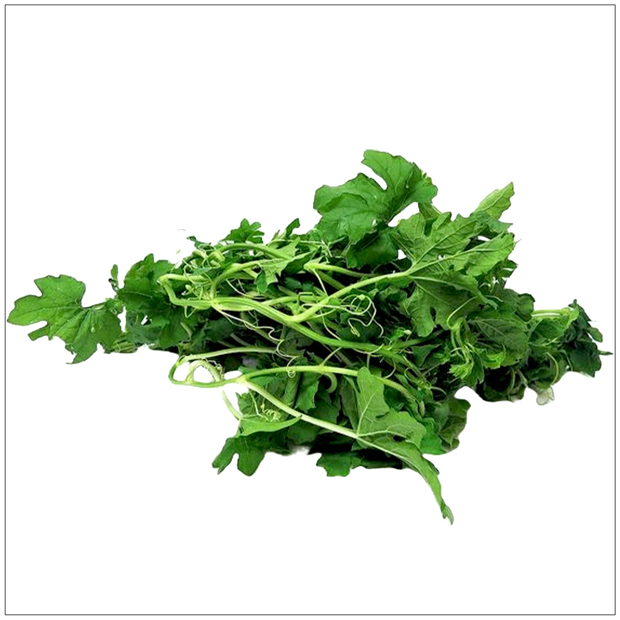 Alive Herbals - Wholesale Herbs - Bitter Melon Leaf0