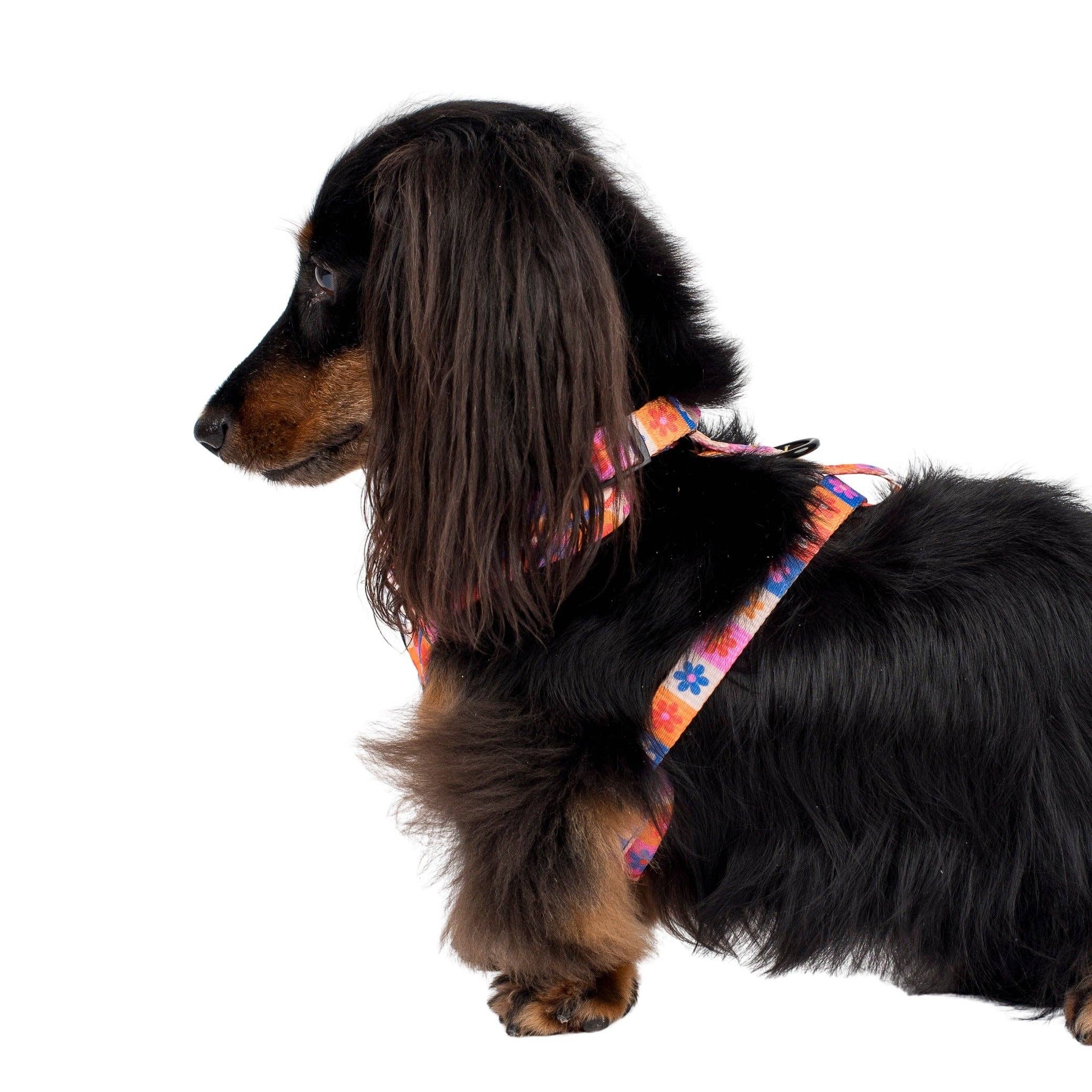 Pablo & Co. Boutique - Wholesale Pet Harness - Dog - Daisies For Days: Adjustable Dog Harness4