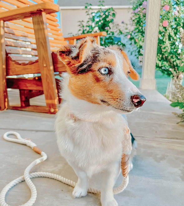 SASSY WOOF - Wholesale Pet Leash - Dog - Dog Rope Leash - Natural4