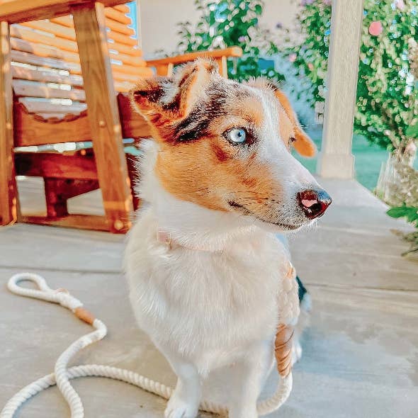 SASSY WOOF - Wholesale Pet Leash - Dog - Dog Rope Leash - Natural4