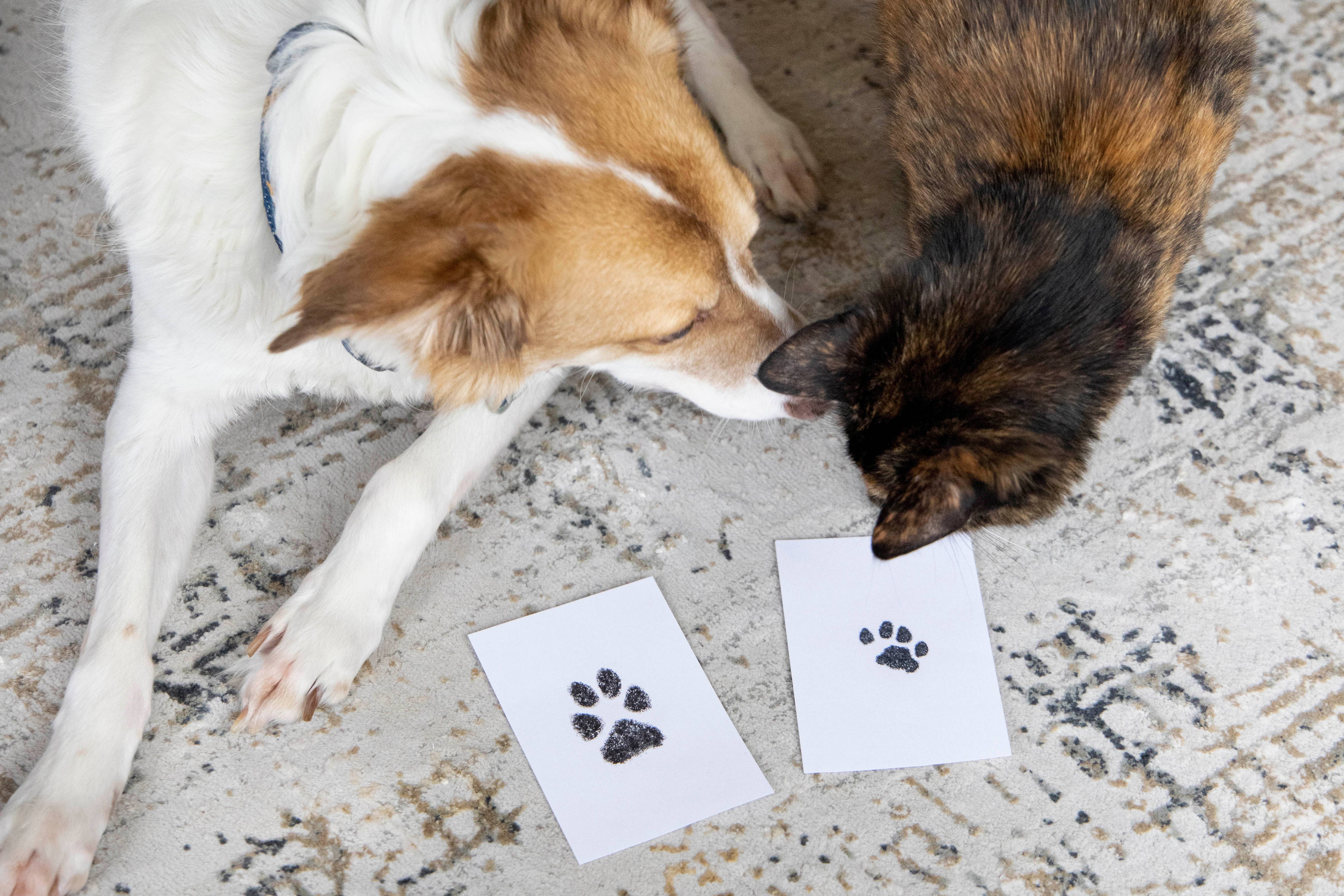 Pearhead - Vente Tampons encreurs - Tampon à encre Clean-Touch Pet Pawprint, noir11