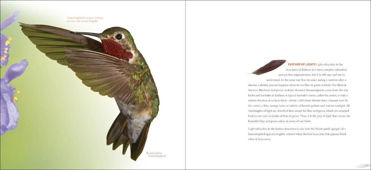 AdventureKEEN - Wholesale Nature & Outdoors - Feathers - A Coffee Table Book by Stan Tekeila2