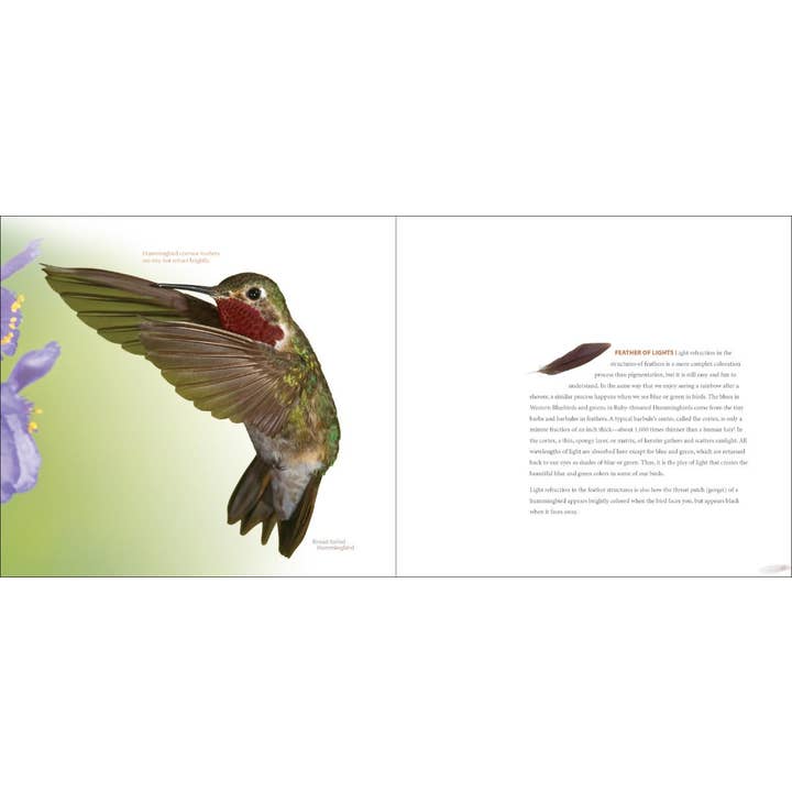 AdventureKEEN - Wholesale Nature & Outdoors - Feathers - A Coffee Table Book by Stan Tekeila2