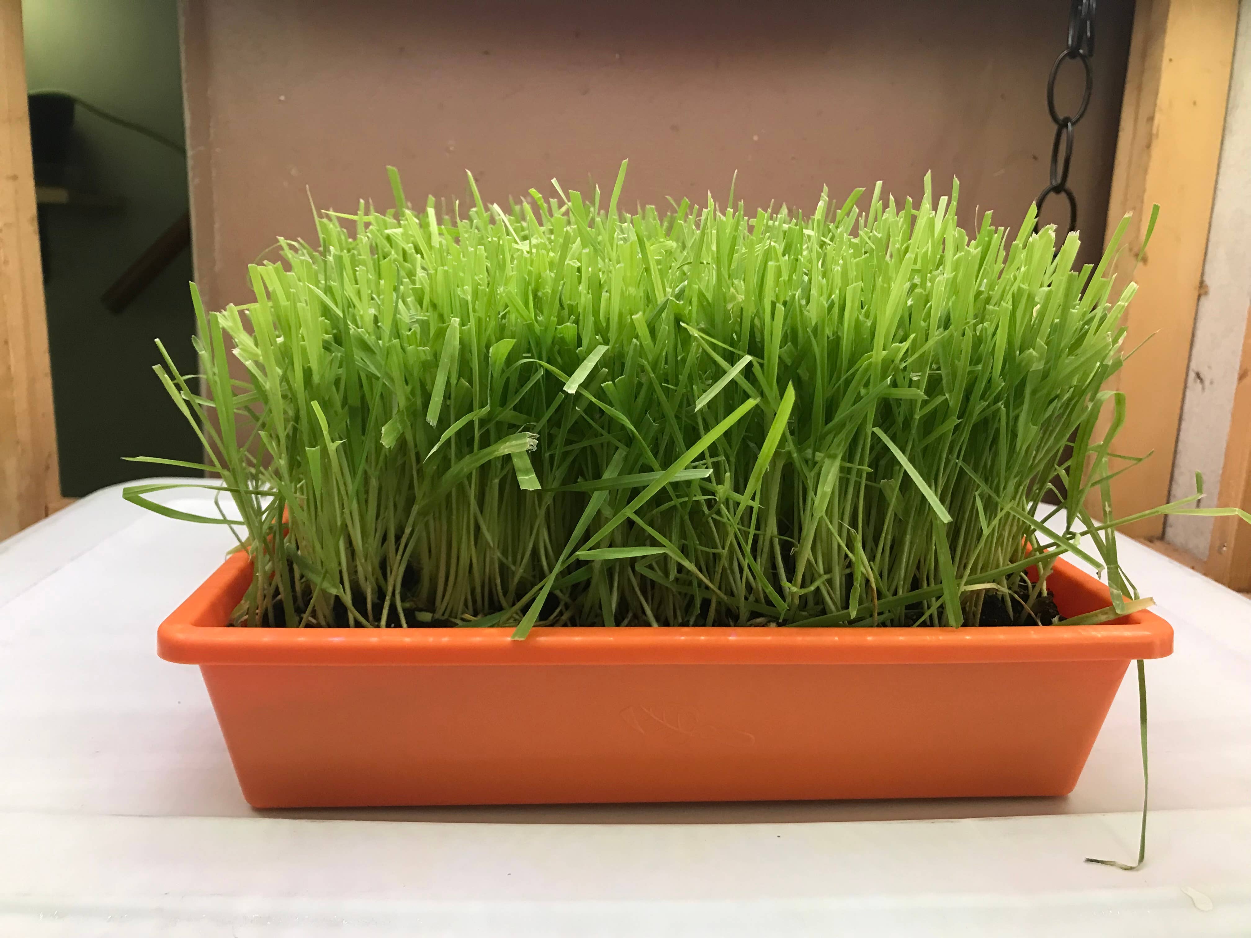 Mom’s Indoor Cat - Wholesale Catnip - 10” x10” Cat Grass Garden Tray/ organic seed6