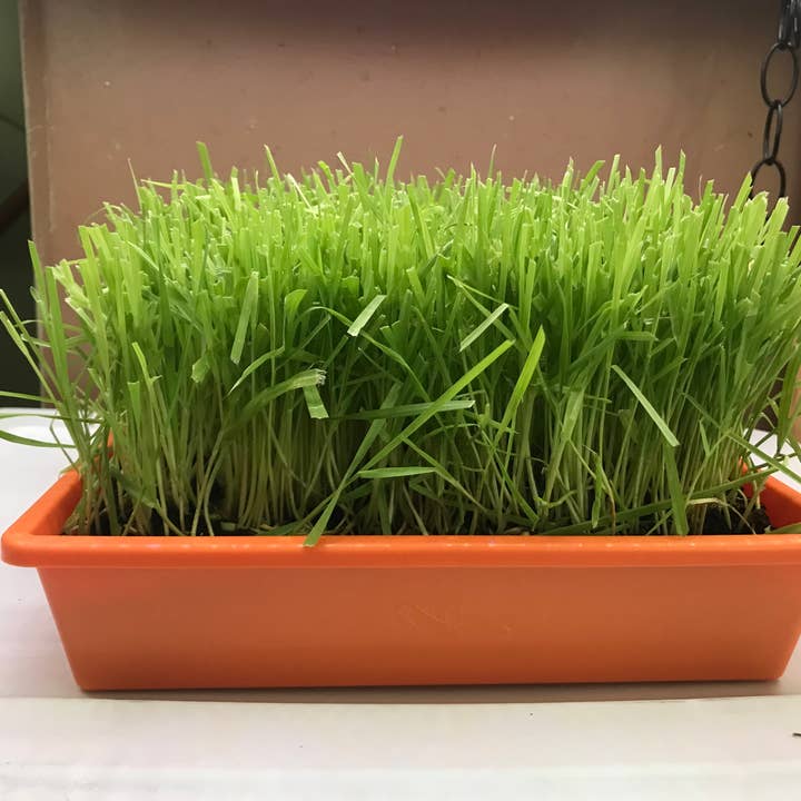 Mom’s Indoor Cat - Wholesale Catnip - 10” x10” Cat Grass Garden Tray/ organic seed6