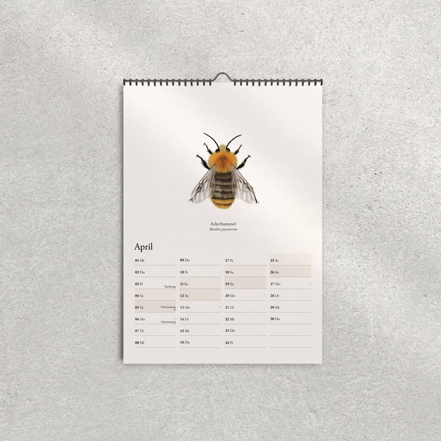 Terillu - Wholesale Calendar - Wall calendar 2026 with native bumblebees – Nature calendar in3