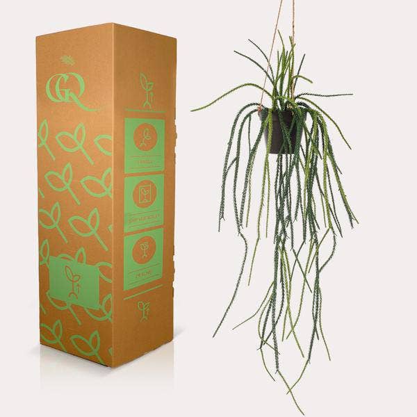 Oasis of Life - Wholesale Artificial Plant - Artificial Plant Rhipsalis – Coral Cactus – 85cm – High-quality Artificial Hanging Plant without Thorns – Evergreen Decorative Plant for Living Room, Office & Interiors – Maintenance-free & Durable2