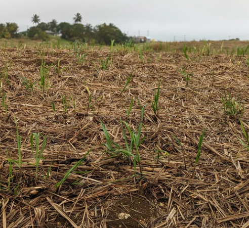 Burlap & Barrel - Wholesale Sugar/Sweetener - Golden Crystal Turbinado Sugar - Single Origin Sugar2