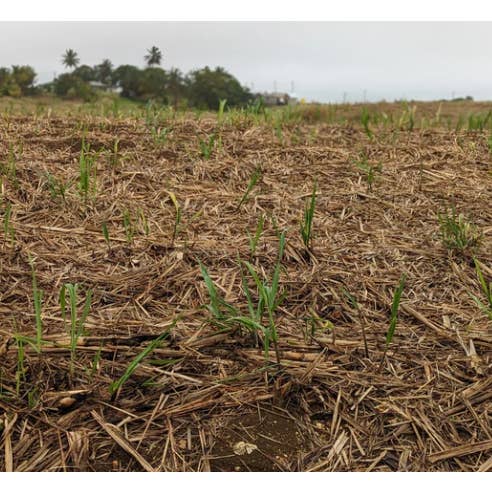 Burlap & Barrel - Wholesale Sugar/Sweetener - Golden Crystal Turbinado Sugar - Single Origin Sugar2
