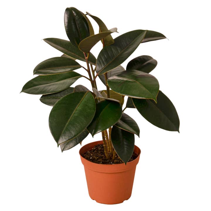 House Plant Wholesale - Wholesale Live Plant - FICUS BURGUNDY 6-inch