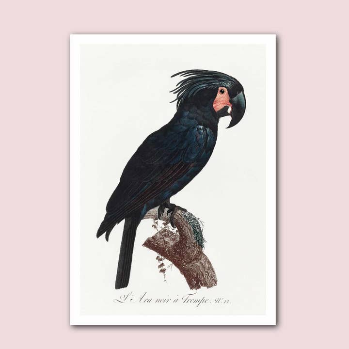 Palm Cockatoo Parrot Vintage Natural History Print for wholesale by Holland Road Prints